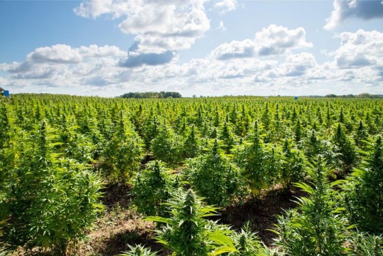 Outdoor pěstování je samozřejmě ten nejpřirozenější způsob, jak léčebné konopí pěstovat, tento proces však mohou narušovat nevyzpytatelné přírodní vlivy, jako krupobití, záplavy apod